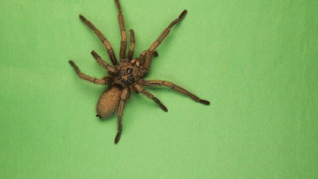 Tarantula walks, spider on green  background.
Female wild tarantula isolated.
Closeup micro monsters, spiders.
Insect, insects, bugs, bug.
Animals, animal, wildlife, wild nature.
Woods, forest