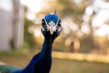 closeup portrait of a male peacock