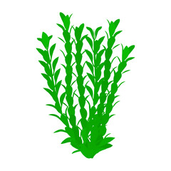 Seaweed. Isolated on white background.Collection of different aquatic plants. Vector illustration