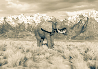 Fototapeta premium african elephant is eating in plains and mountains side view with copy space