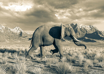 african elephant is walking fast in plains and mountains side view