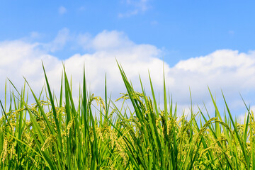 美しい秋の稲の穂と青い空と白い雲