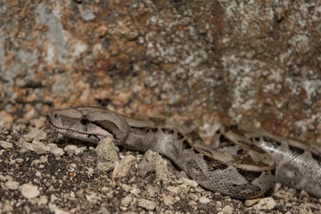 Central American Boa in Calakmul Biosphere Reserve, Mexico.