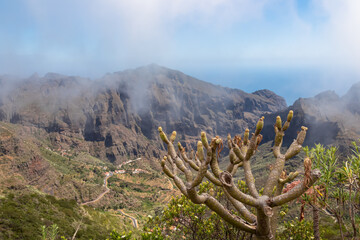Kleinia neriifolia plant with panoramic view on the Teno mountain range, Tenerife, Canary Islands, Spain, Europe. Aerial view on the remote mountain village of Masca. Curvy mountain road in the valley
