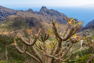 Fototapeta na wymiar Kleinia neriifolia plant with panoramic view on the Teno mountain range, Tenerife, Canary Islands, Spain, Europe. Aerial view on the remote mountain village of Masca. Curvy mountain road in the valley