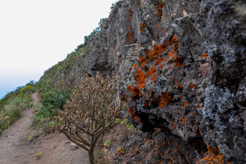 Hiking trail along a steep cliff in the Teno mountain range, Tenerife, Canary Islands, Spain, Europe. Foggy path between Masca village and Santiago del Teide. Red collared lichen on volcanic rock