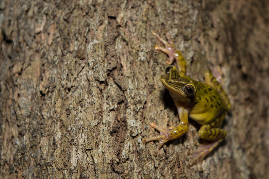Yucatán Casque-Headed Tree Frog on a Tree Trunk in Calakmul Biosphere Reserve, Mexico.