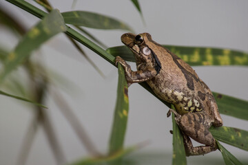 Common Mexican Tree Frog Climbing a Vine in Calakmul Biosphere Reserve, Mexico.