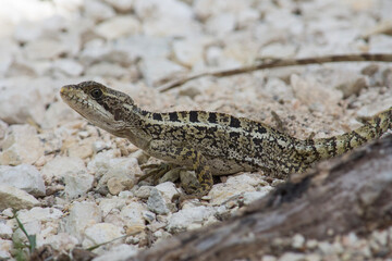 Female Brown Basilisk Laying Eggs in Calakmul Biosphere Reserve, Mexico. 
