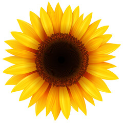 Sunflower flower isolated, 3D icon illustration.