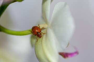 Orange ladybug (Henosepilachna argus) strolling through the delicate petals of a white orchid