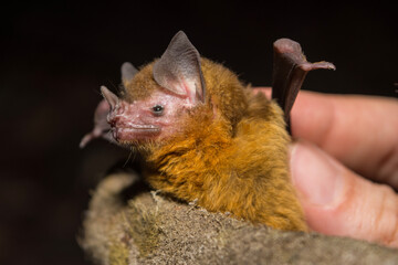 Yellow-throated Big-eared Bat Caught Mist Netting in Calakmul Biosphere Reserve, Mexico.