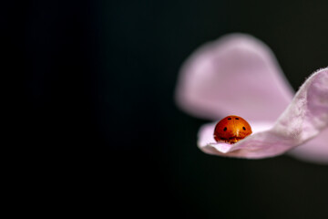 Obraz na płótnie Canvas Orange ladybug (Henosepilachna argus) strolling through the petals of a delicate pink flower on a black background