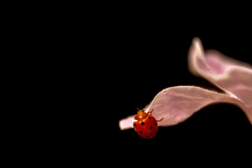 Orange ladybug (Henosepilachna argus) strolling through the petals of a delicate pink flower on a black background