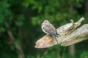 dove on a log