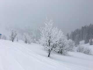 Un arbre sous la neige