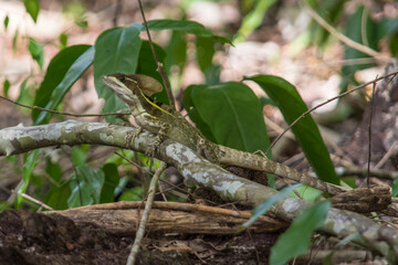 Male Brown Basilisk on a Branch in Calakmul Biosphere Reserve, Mexico.