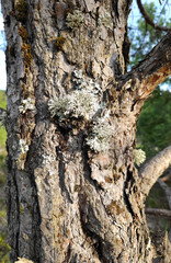 tree moss on bark of a beautiful old stone oak tree