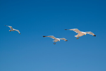 seagulls in flight against blue sky