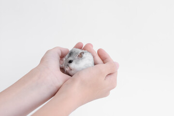 A little cute fluffy white domestic hamster sits in the arms of a child. Girl holding hamster. Pet care concept, love for animals	