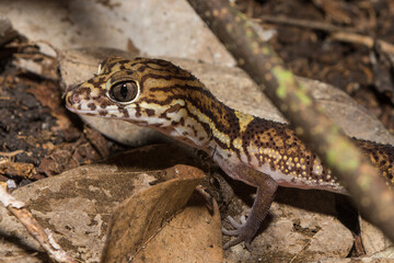 Yucatán Banded Gecko in Calakmul Biosphere Reserve, Mexico.