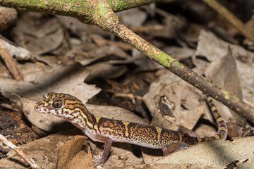 Yucatán Banded Gecko in Calakmul Biosphere Reserve, Mexico.