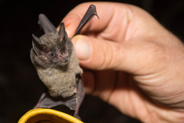 Tricolored Big-Eared Bat Caught Mist Netting in Calakmul Biosphere Reserve, Mexico.