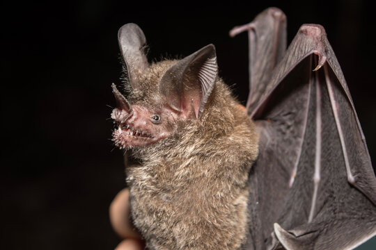Fringe-lipped Bat Caught Mist Netting in Calakmul Biosphere Reserve, Mexico.