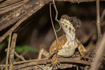 Hernandez’s Helmeted Basilisk in Calakmul Biosphere Reserve, Mexico.