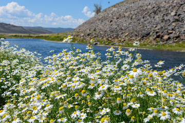 daisies in a pond