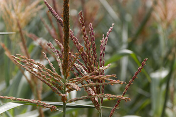 Closeup of a green cornfield with maize