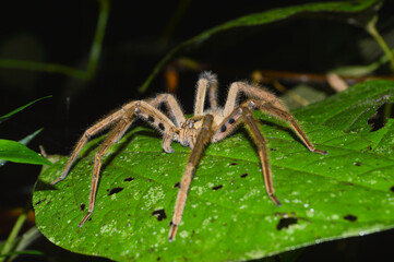 Adult Male Tiger Bromeliad Spider Waiting in Ambush on the Underside of a Leaf in Calakmul Biosphere Reserve, Mexico.