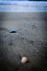 seashell on the seashore