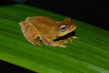 Mahogany Tree Frog Perched on a Leaf in Calakmul Biosphere Reserve, Mexico.