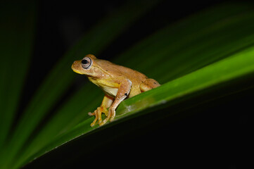 Mahogany Tree Frog Perched on a Leaf in Calakmul Biosphere Reserve, Mexico.