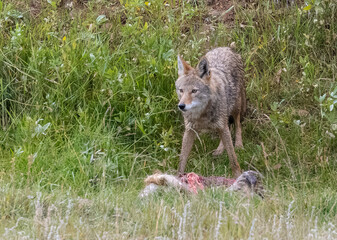 Coyote with Carcass