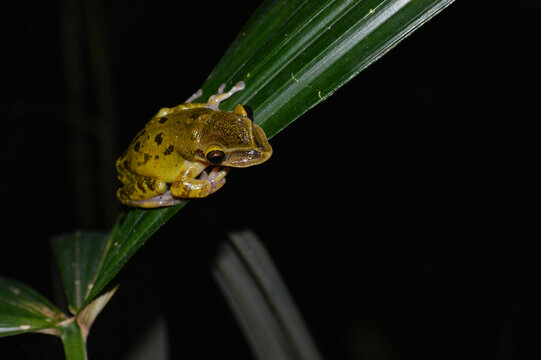 Yucatán Casque-headed Tree Frog on a Leaf In Calakmul Biosphere Reserve, Mexico.