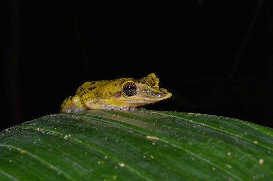 Yucatán Casque-headed Tree Frog on a Leaf In Calakmul Biosphere Reserve, Mexico.