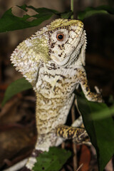 Helmeted Iguana Clings to a Tree Trunk in Calakmul Biosphere Reserve