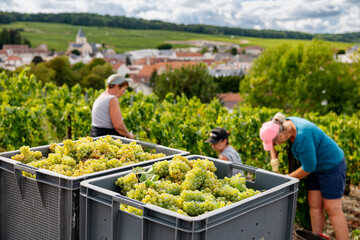 Vendanges en Champagne. Grappe de raisins avec travailleurs saisonniers dans les vignes et village de Mesnil sur Oger en arrière-plan