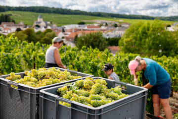 Vendanges en Champagne. Grappe de raisins avec travailleurs saisonniers dans les vignes et village...