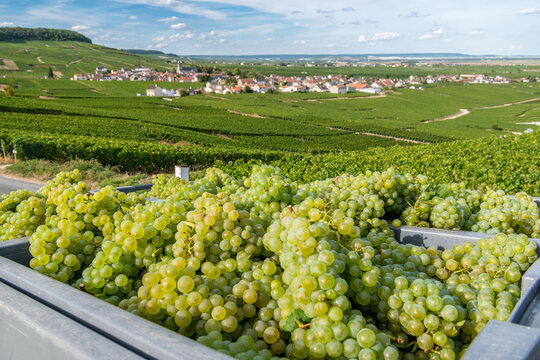 Vendanges en Champagne. Grappes de raisins avec village de Oger en arri&egrave;re-plan