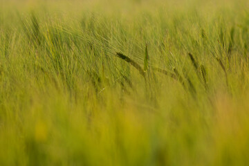 The background of Kolsevo wheat is not yet ripe with a green tint in selective focus. focus in the center of the frame.