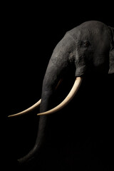 Portrait of an elephant with dark background. Elephant illuminated with a spotlight appears out of the darkness.