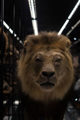 Portrait of a stuffed lion.