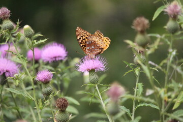 butterfly on thistle