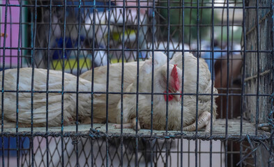 selective focus cock sitting inside cage