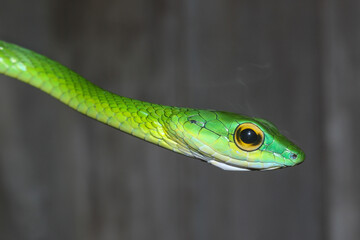Obraz premium Parrot Snake in Calakmul Biosphere Reserve, Mexico.