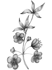 Pencil drawing of flowers, leaves and branches.