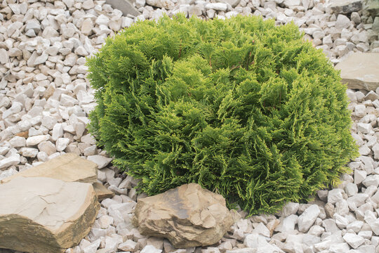 Eastern White Cedar or American Arbovitae in Latin Thuja Occidentalis Danica cultivar. Round coniferous detail. Tree planted in white stones. Leaves do not fall during winter.